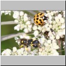 Ectemnius continuus - Grabwespe m06b 9mm - OS-Hellern Waldwiese det.jpg